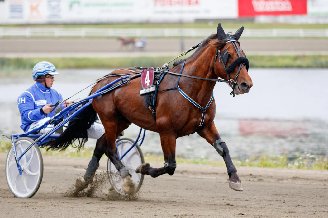 Humiro juoksee Suonenjoella valmentajansa Janne Haapiaisen ajamana.