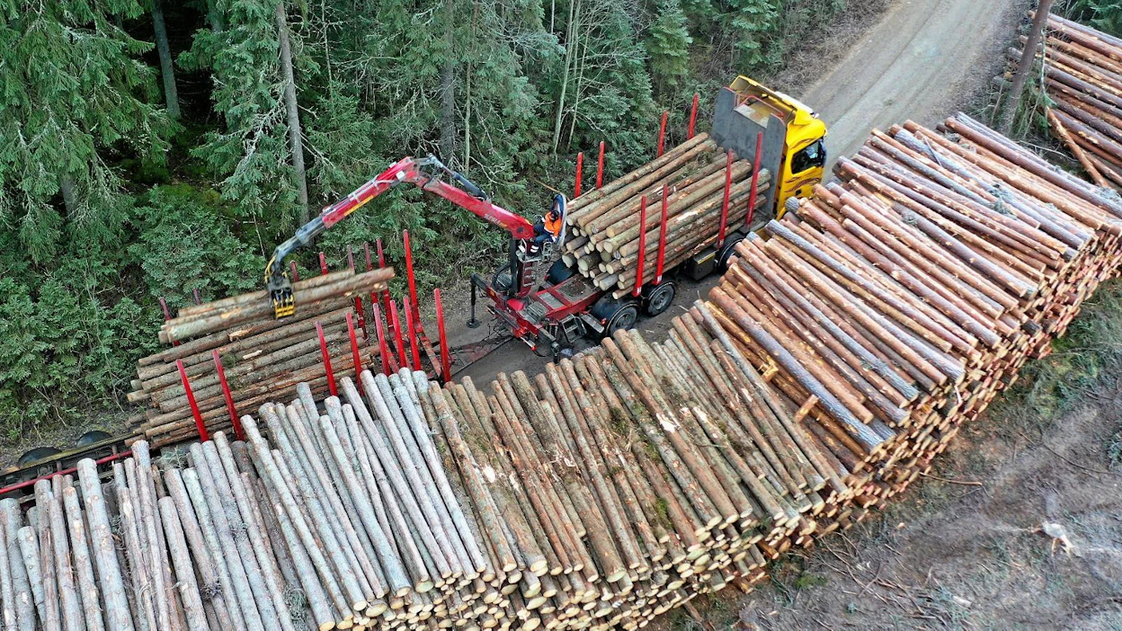 Pinta-alaverotuksen vuosina maan itsenäistymisen jälkeen periaatteessa kaikki metsän kasvu verotettiin. Nykyisin korjaamatta jäävät puut jäävät verottamatta.