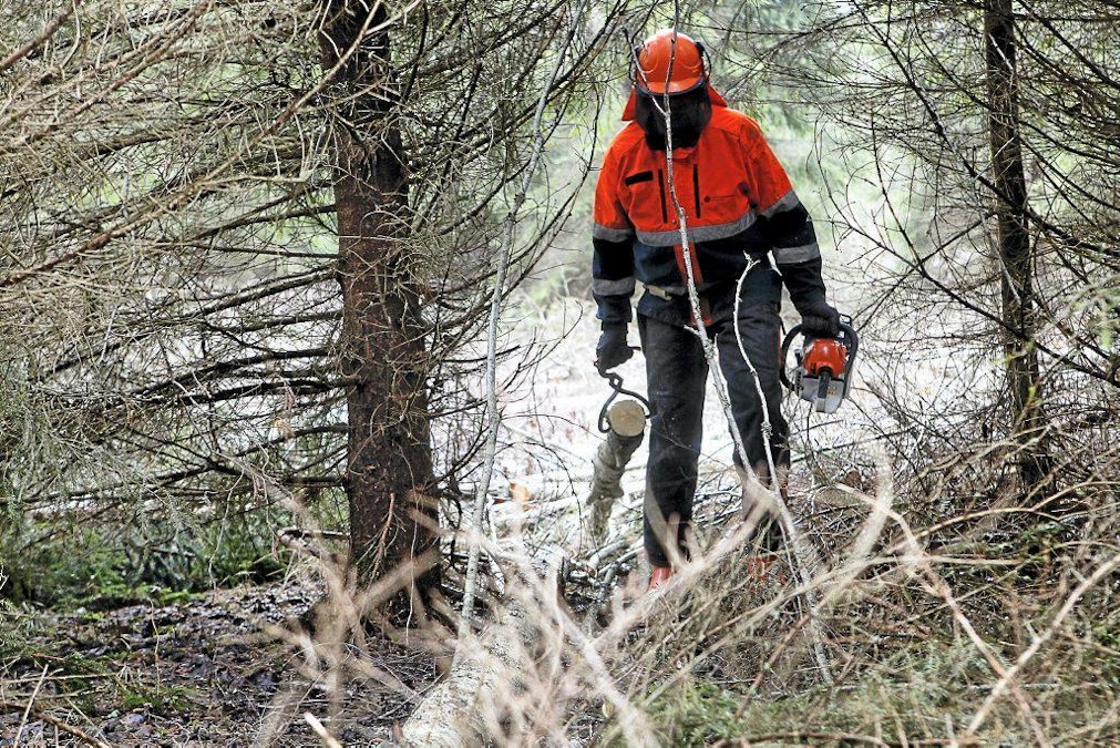 Ruotsin ja Norjan välinen raja pusikoitui lähes umpeen – Sveriges Radio:  Nyt rajaa raivataan neljä vuotta kestävässä urakassa - MT Metsä - Maaseudun  Tulevaisuus