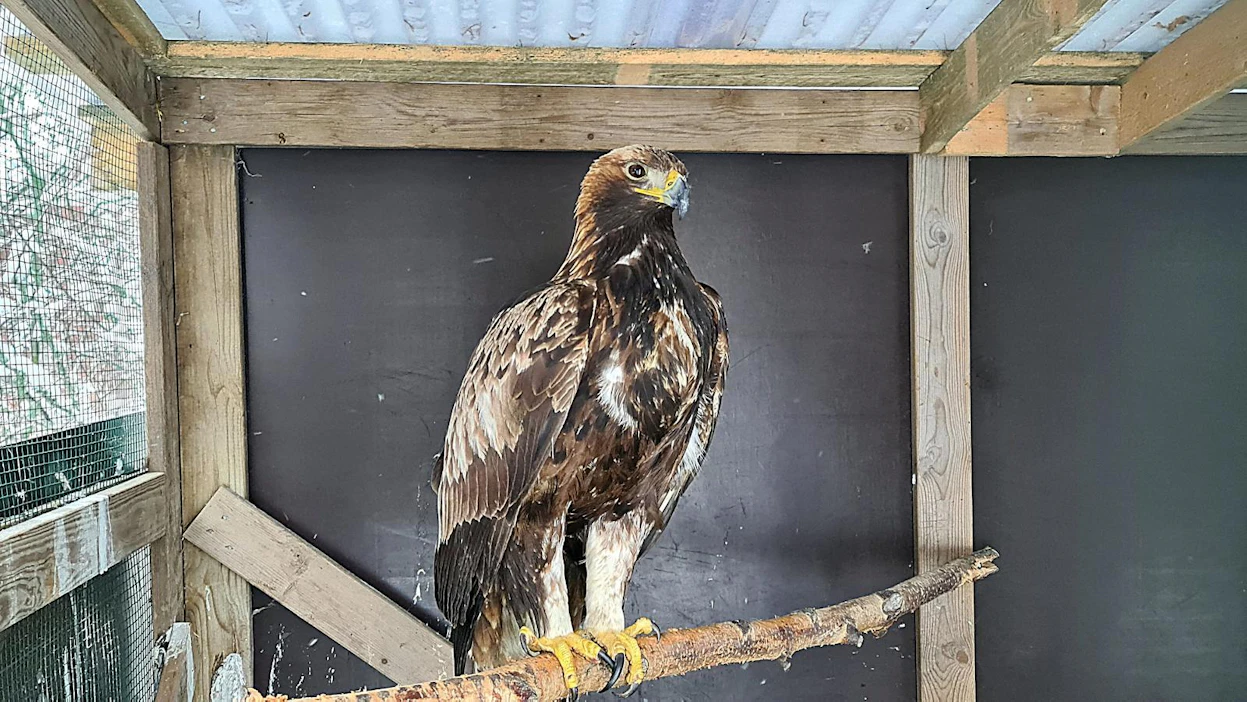 Petri Grönroosin hoitoon tammikuun alkupuolella tulleen maakotkan jalat eivät aluksi kantaneet eivätkä varpaat toimineet lainkaan. Nyt se pystyy jo seisomaan orrella.