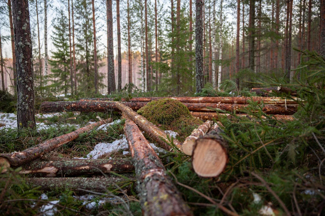 Metsäteollisuus ry:n jäsenyritysten puukauppojen kuutiomäärä yksityismetsissä oli tämän vuoden kahden ensimmäisen viikon aikana vain runsas kolmannes viime vuoden vastaavan jakson kauppamäärästä.