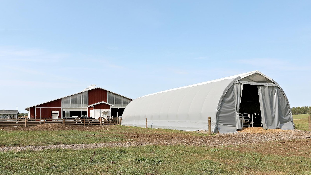 Kantoniemen navetan viereen pystytetty pressuhalli toimii ummessa olevien lehmien pihattona.