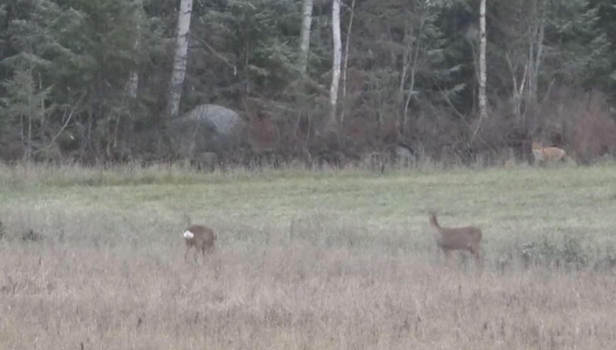 Kettu kohtasi kauriit Lempäälässä.