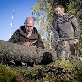 Metsänhoidon asiantuntija Pekka Kuitunen etsi kirjanpainajahyönteisiä kaatuneen kuusen kuoren alta Kouvolassa. Marika Hännisen metsät sijaitsevat lähellä.