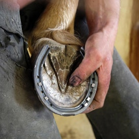 Hevosten kavioiden huolto on tarkkaa työtä. Kaviokuume aiheuttaa voimakkaita kipuja.