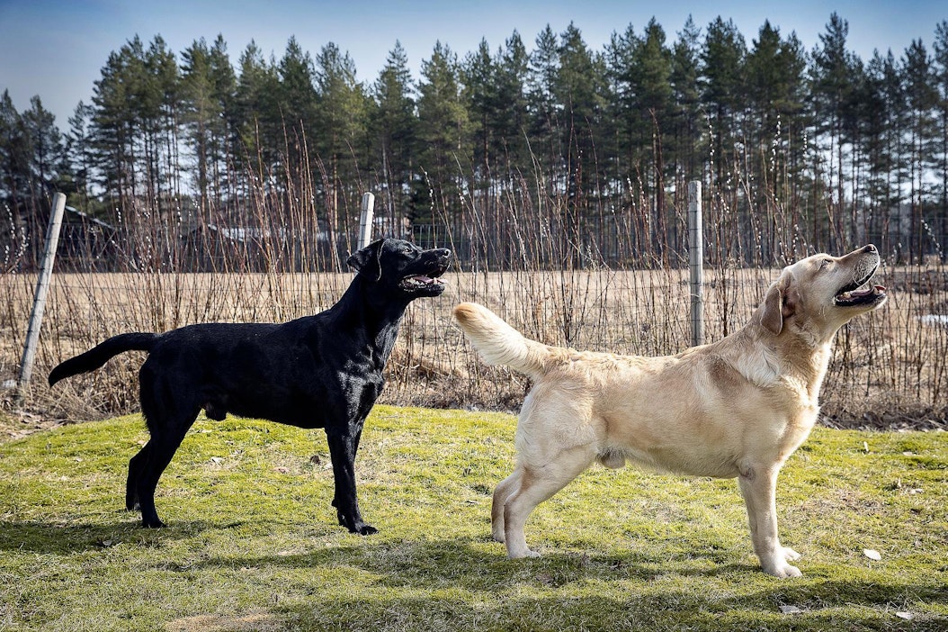 Kiinnostus metsästys- ja työlinjaisia koiria kohtaan on kasvussa vaikka  suuntaus ei miellytä kaikkia: 