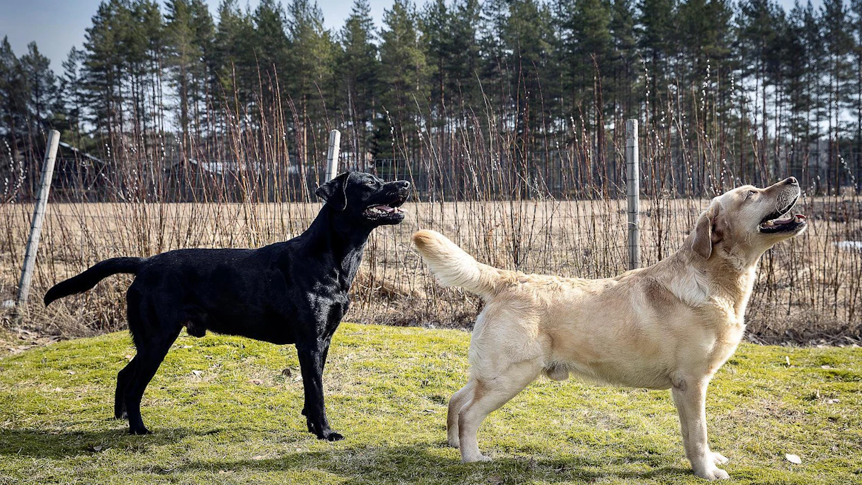 Metsästyslinjainen kolmivuotias labradorinnoutaja Milo (vas.) ja nelivuotias näyttelyuros Erno (oik.). Labradorinnoutajakerho ry:n sihteeri Lotta Vuorinen harjoittelee metsästyslinjaisten koirien kanssa noutotehtäviä ja käy metsällä ja ei-metsästyslinjaisten kanssa pääasiassa näyttelyissä.