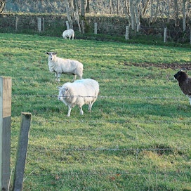 Brittiläiset lammastilalliset ovat huolissaan Australian kanssa tehdyn vapaakauppasopimuksen vaikutuksista. Kuvassa lampaita Skotlannissa.