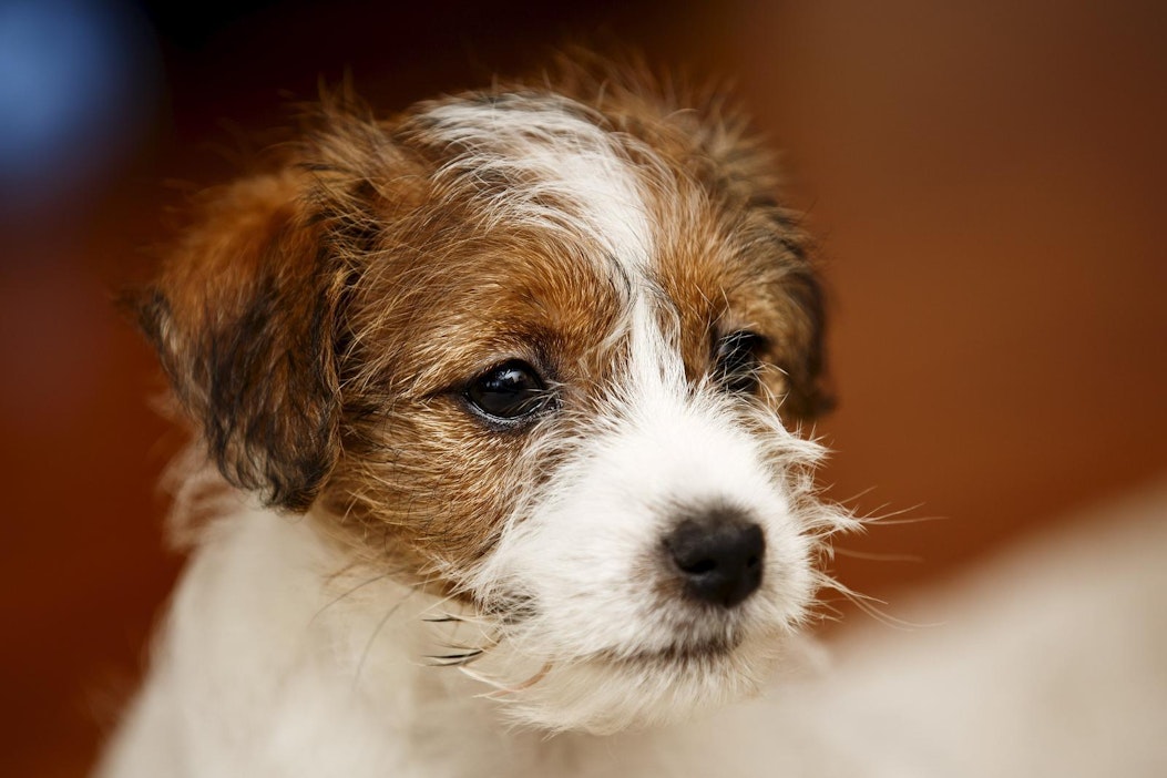 Koirien määrä kotitalouksissa on kasvanut roimasti neljässä vuodessa.