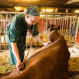 ”Nyt tehtävät uudistukset määrittävät koko eläinlääkintähuollon tulevaisuutta”, Kunnaneläinlääkäriliiton kannanotossa sanotaan.