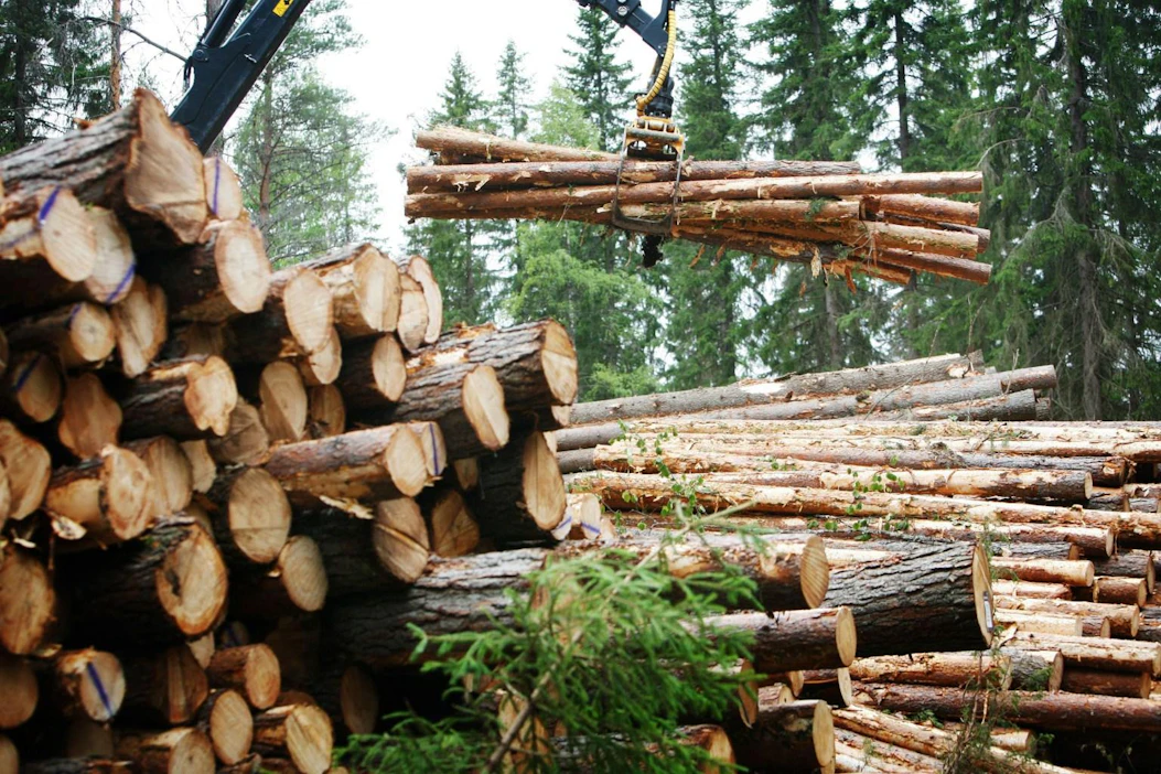 Metsälahjavähennystä koskevalla esityksellä halutaan laskea suomalaisten metsänomistajien keski-ikää. LEHTIKUVA / Vesa Moilanen