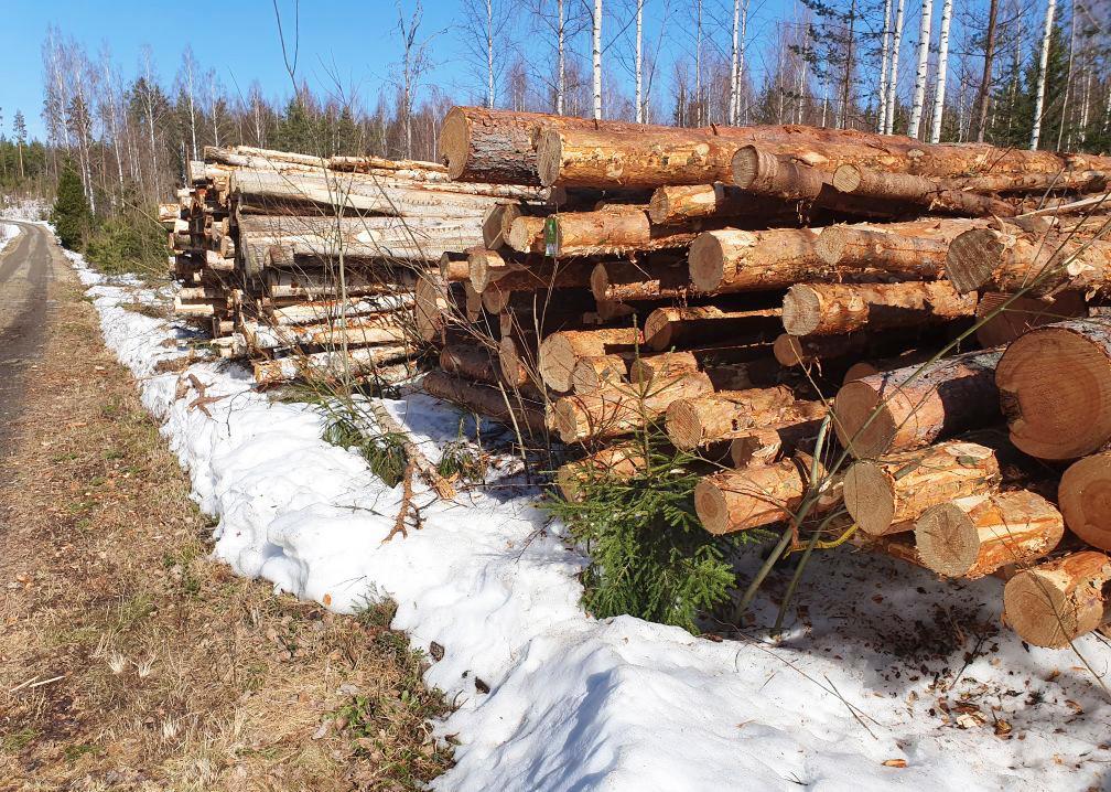 Pääsiäinen Vähensi Puukauppojen Määrää Viime Viikolla - MT Metsä ...