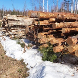 Metsäteollisuus ry:n jäsenyritykset ostivat puuta yksityismetsistä viime viikolla 367 105 kuutiometriä. Kuva on otettu Rantasalmella viime viikolla.