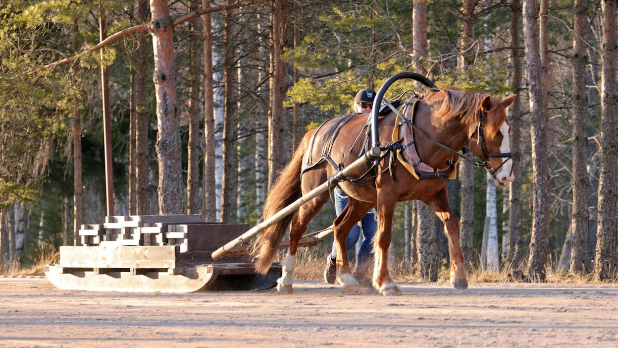 Aiemmin jalostukseen hyväksytty ensimmäisen palkinnon ratsuori Rannan Ruhtinas suoritti nyt lisäksi hyväksytysti työhevossuunnan kokeet. Orin omistavat sen kasvattaja Kaisu Västinsalo sekä Annika Haarajärvi. Katso kuvakarusellista muita palkittuja.