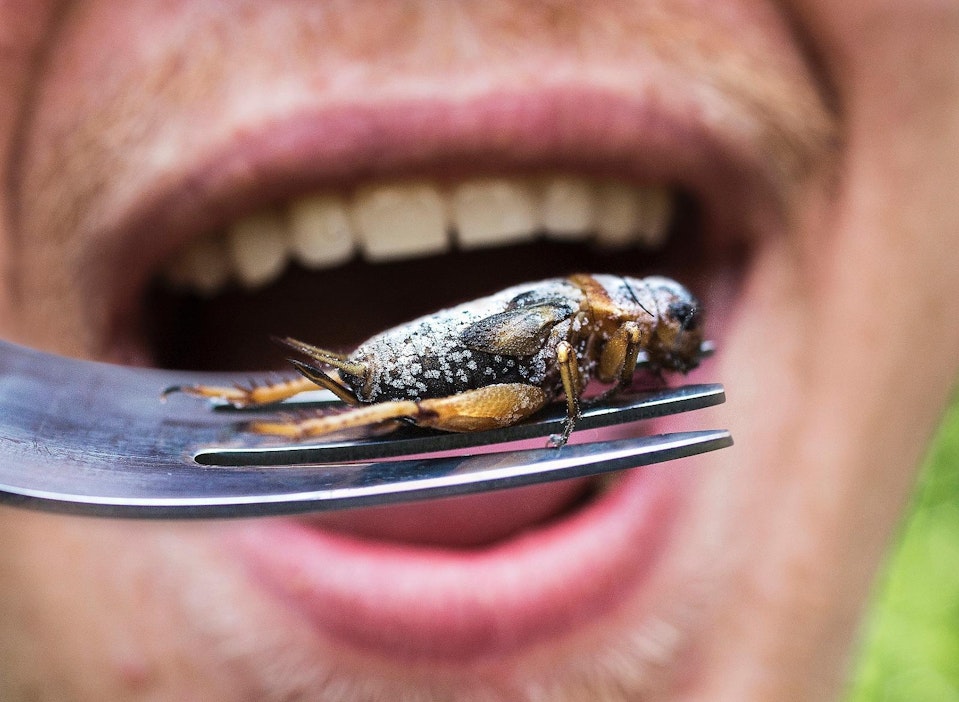 Suomalaisten näkemyksiä hyönteissyöntiin ei ole aikaisemmin tutkittu.
