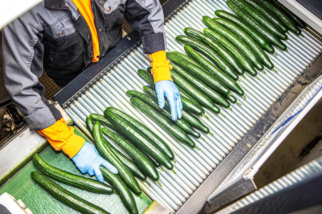 Kasvihuonekurkun tuotanto kasvoi vuodesta 2019 kuudella miljoonalla kilolla, mikä merkitsi peräti 12 prosentin kasvua. Närpiö on yksi merkittävimpiä tuotantoseutuja Suomessa.