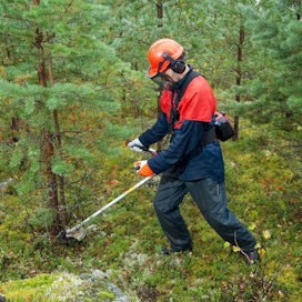 Ministeriön mukaan mahdollisuudet toteuttaa kemeralla tehtyjä metsänhoitotöitä ovat kuluvana vuonna hyvät.