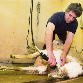 Richard Schofield kääntelee lammasta jalkojensa avulla. Likaiset ja pahasti huopuneet paikat erotellaan jo kerittäessä. Kaapelilla varustettu keritsin on helppo käsitellä ja kevyt. Markku Vuorikari