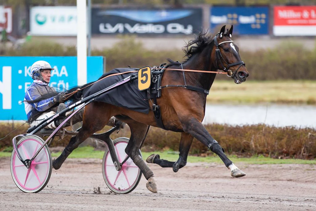 Voihan pirskatti! Elian Web sai kultadivisioonan finaaliin radan 11. Mutta voisiko kovakuntoinen valjakko (ohjissa Jorma Kontio) voittaa Solvallassa sieltäkin?