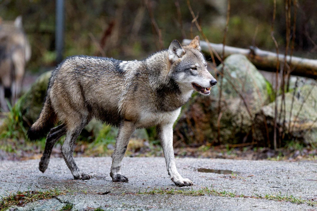 Ahvenanmaalle on talven aikana tullut susia, ja itsehallintoalueella reagoitiin susien aiheuttamaan uhkaan uudella metsästyspäätöksellä.