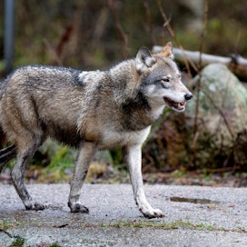 Ahvenanmaalle on talven aikana tullut susia, ja itsehallintoalueella reagoitiin susien aiheuttamaan uhkaan uudella metsästyspäätöksellä.