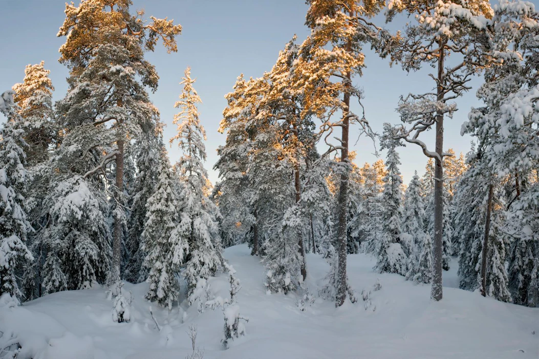 Tutkimuksen mukaan 26 prosenttia vastanneista metsänomistajista on vapaaehtoisesti jättänyt arvokkaita luontokohteita talouskäytön ulkopuolelle.