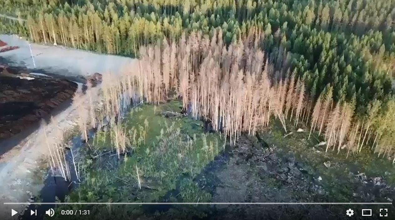 Äänekosken Kaupunkisanomien julkaisemalla Youtube-videolla näkyy kuolleita puita.