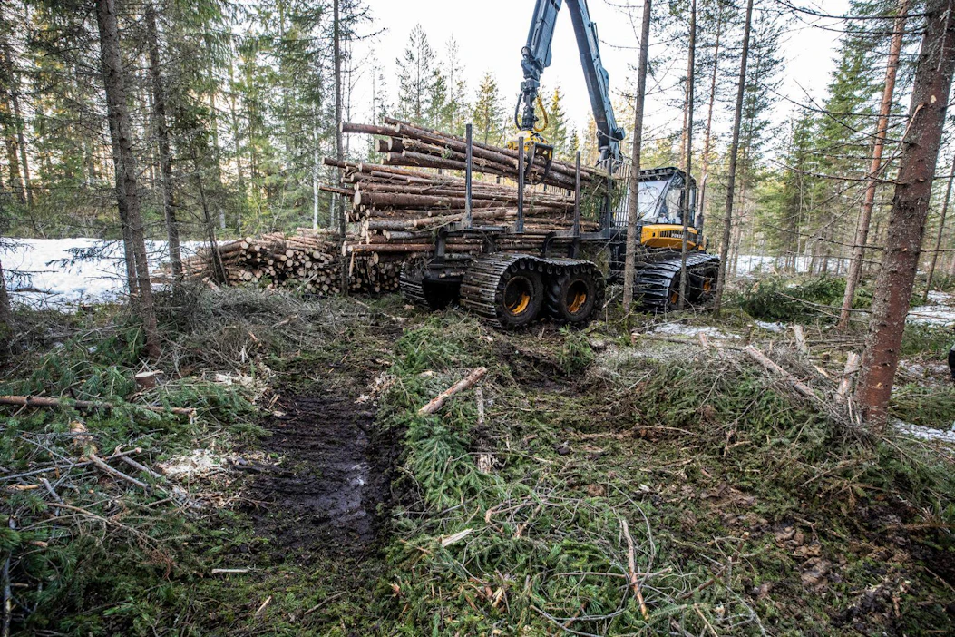Metsänomistajien päätehakkuuaikeet yksityismetsissä laskivat viime vuonna kolmanneksella. Suunnitellut harvennushakkuut vähenivät vain hieman heikentyneestä suhdanteesta huolimatta.