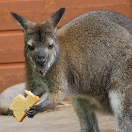 Kenguruja on nyt Australialassa runsaasti, mutta kuivuus voi taittaa kannan kasvun.