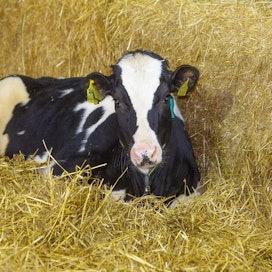 Lehmävasikan korvasta voidaan ottaa verinäyte samalla, kun sille laitetaan korvamerkit. Veren sisältämästä DNA:sta saadaan selville tietoja, joiden perusteella voidaan päätellä esimerkiksi lehmän aikuisena lypsämän maidon määrää.