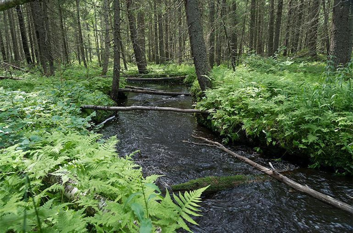 Vattulainen ja Tanskanen ovat suojelleet Moskuunpuroa reunustavan neljän hehtaarin kokoisen vanhan kuusikon.