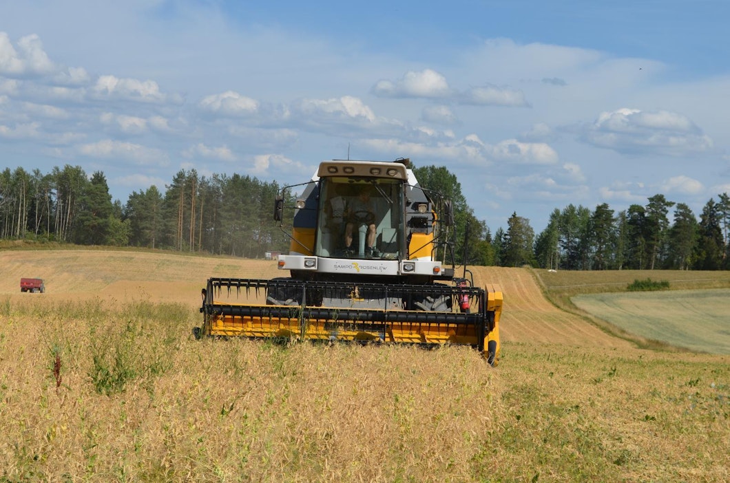 Tuomo Saloniemi pui tiistaina hernettä Lohjan Oinolassa.