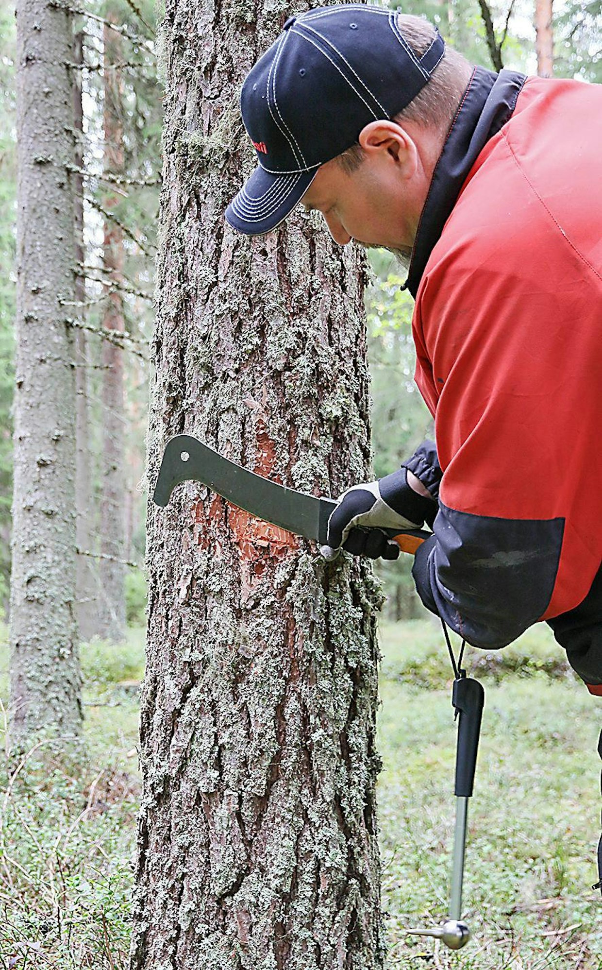 Jotta näyte tulee mahdollisimman syvältä asti, on etenkin männyssä kaarnan ohentaminen tarpeen. Se onnistuu puukollakin, mutta vesurilla saa helpommin "osumakohdan" putsattua.