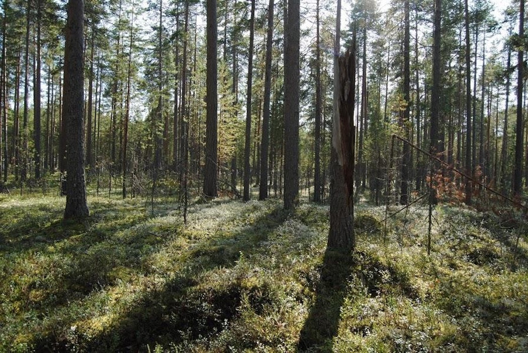 Luontoliiton kuva Kuoston saarelta Oulujärveltä.