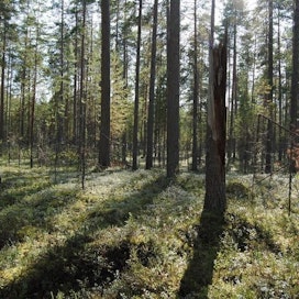 Luontoliiton kuva Kuoston saarelta Oulujärveltä.