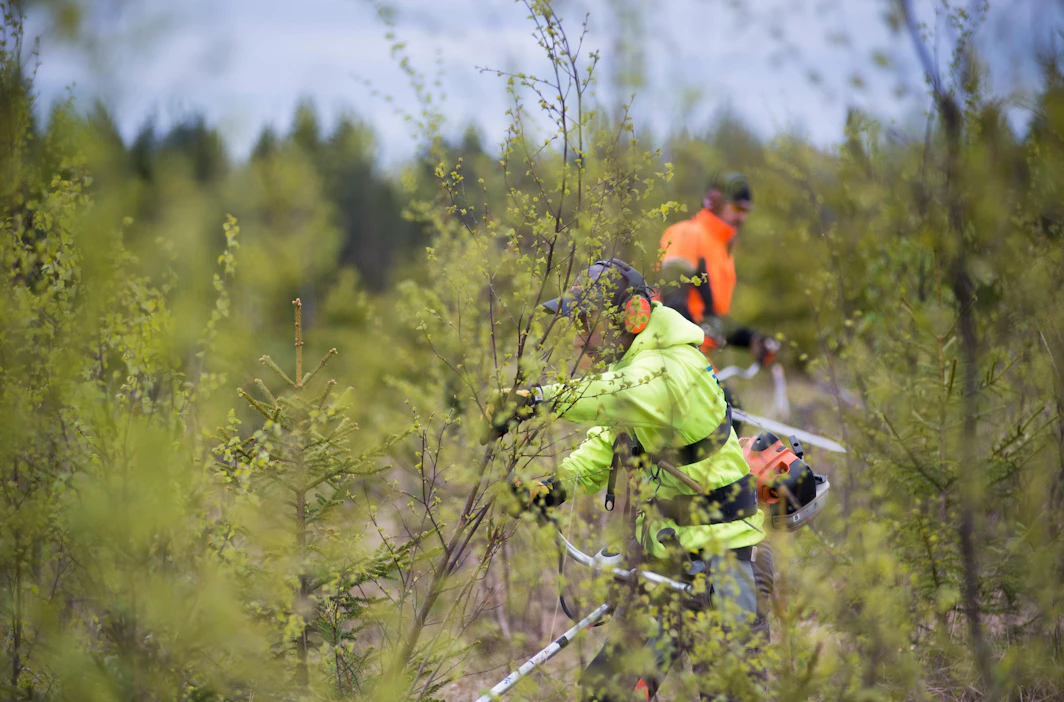 Metsäkeskuksen mukaan eniten taimikonhoidon tarvetta on Pohjanmaalla ja Uudellamaalla.