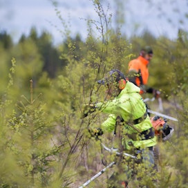Metsäkeskuksen mukaan eniten taimikonhoidon tarvetta on Pohjanmaalla ja Uudellamaalla.