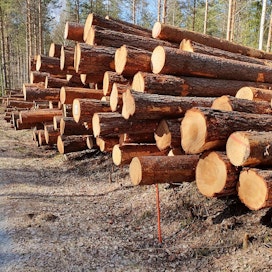 Metsäteollisuus ry:n jäsenyritykset ovat ostaneet alkuvuonna puuta yksityismetsistä 10,6 miljoonaa kuutiometriä.
