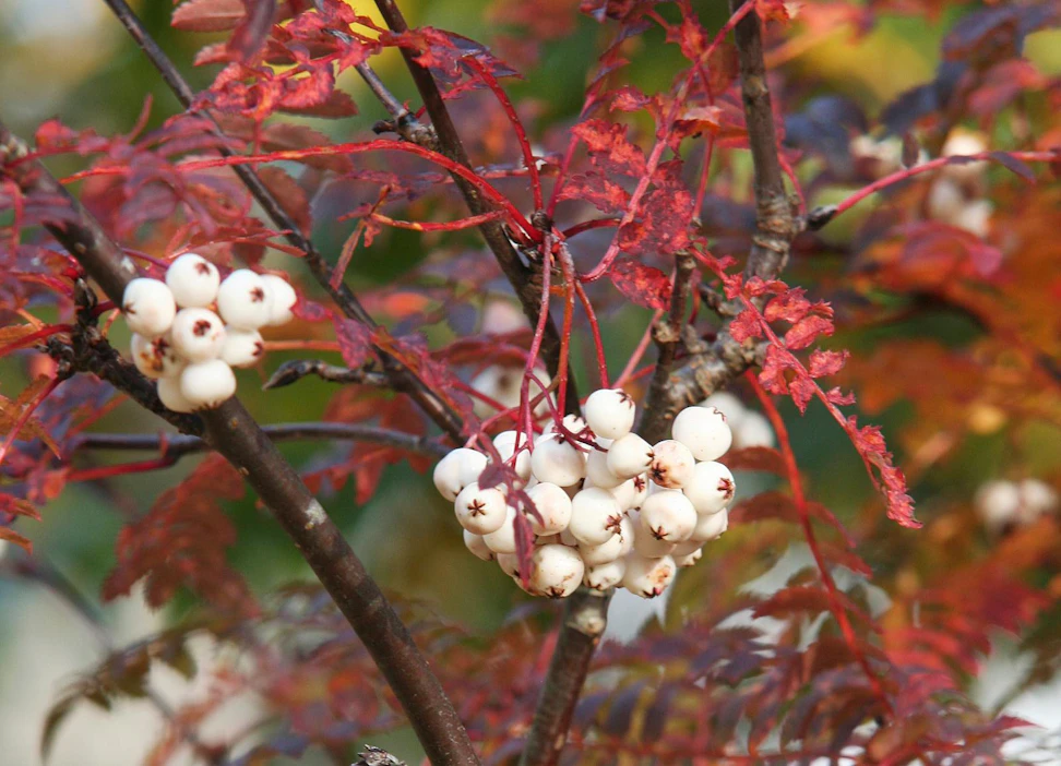 Valkomarjainen helmipihlaja (Sorbus koehneana) on erikoinen ja näyttävä lajike. Sen marjojen kärjissä on helppo erottaa viisisakaraiset tähdet, joita ennen pidettiin merkkinä pihlajien taikavoimista.