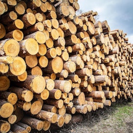Metsänomistajat ovat myyneet kesän aikana ennätysmääriä puuta.