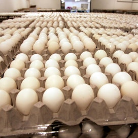 Kananmunien omavaraisuusaste voi tänä vuonna hieman laskea viime vuodesta, mutta pysyy kuitenkin yli sadassa, Pasi Saarnivaara ennustaa.