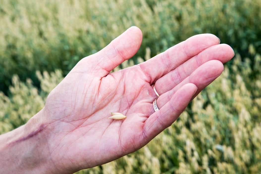 Kaura käy muuhunkin kuin elintarvikkeeksi ja rehuksi.