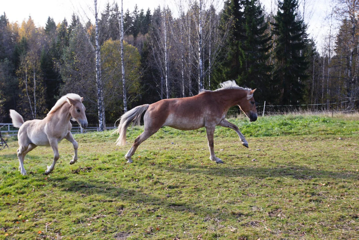 "Vauhtia äiskä!" Aroha Herkules kiritti emäänsä Hermionea kotilaitumella lokakuussa. Herkuleksen isä on niin ikään estekentillä menestynyt Tosi-Romeo.