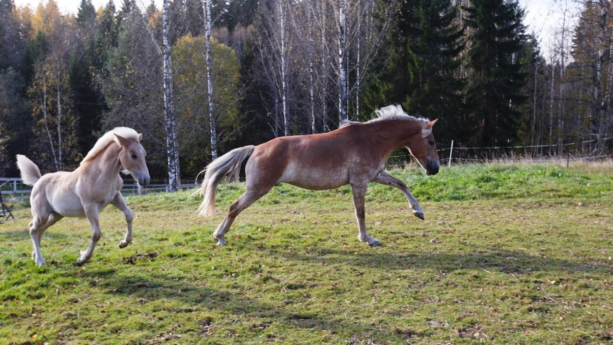 "Vauhtia äiskä!" Aroha Herkules kiritti emäänsä Hermionea kotilaitumella lokakuussa. Herkuleksen isä on niin ikään estekentillä menestynyt Tosi-Romeo.