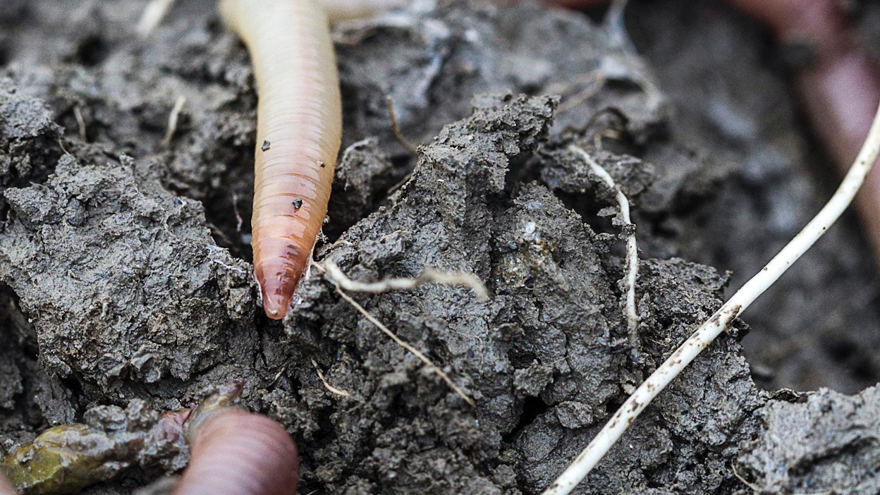 Muokkausmenetelmien keventäminen säästää maaperän elämää, Jussi Talvitie totesi.