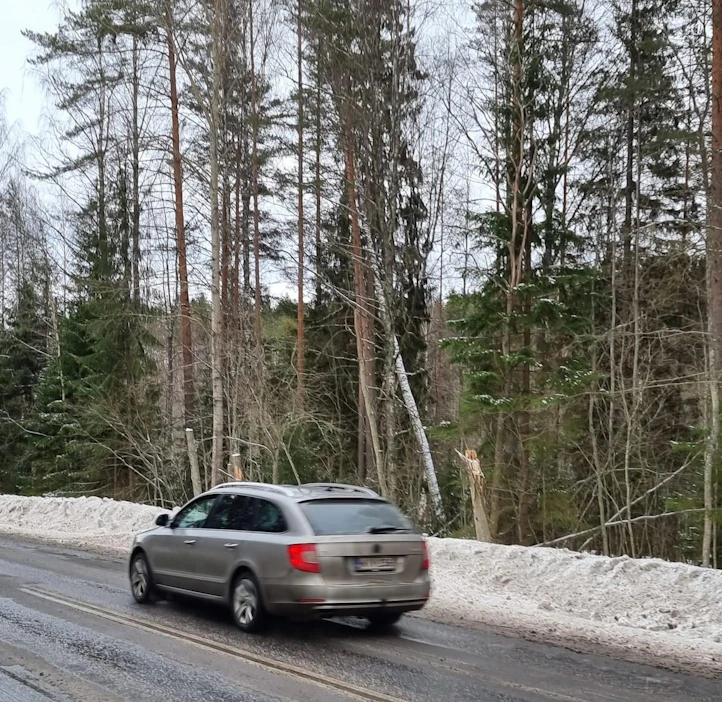 Laho puu kaatui henkilöauton päälle maantiellä, joka kulkee liito-oravan suojelualueen läpi. Tienvarsipuustoa ei suojelun vuoksi voitu paikalla raivata.