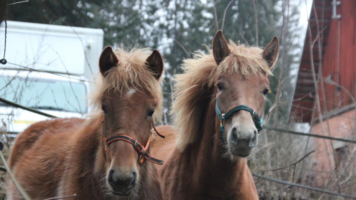 Viime kesänä Kannistojen tilalle syntyi kaksi varsaa, vasemmalla Tulipilvi (Kujanpään Jyräys – Virin Viiri – Vokkerilla) ja Tulisydän (Costello – Taftin Laina – Liising).