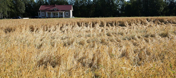 Hallitus päätti tänään maatalouden kriisituesta.