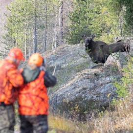 Alle 15-vuotiaat metsästävät aina aikuisen valvonnassa. Aapo Moilanen ampui toisen hirvensä, yksinäisen hirvilehmän vuonna 2018 isän Arvo Moilasen seuratessa vieressä.