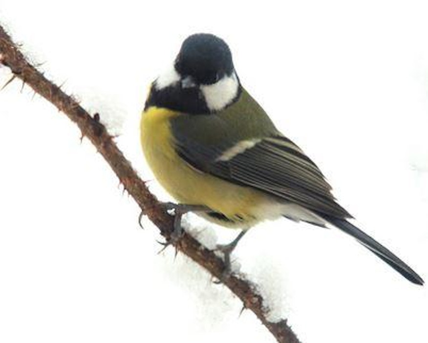 Talitiaisten epäillään etsivän lampaiden nahasta ruuakseen rasvaa.